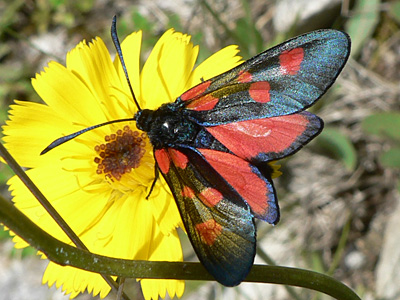 20110701_lonicerae2