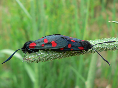 20110706_lonicerae