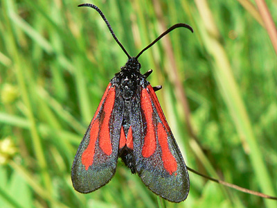 20110626_osterodensis1