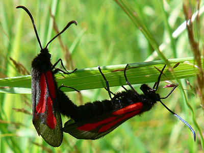 20110626_osterodensis2