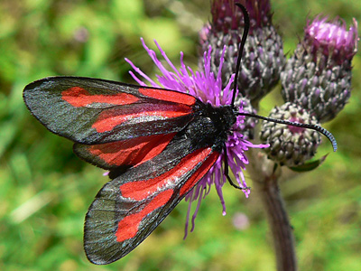 20110626_osterodensis3