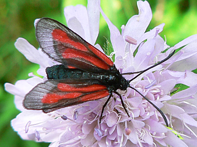 20130706_osterodensis1