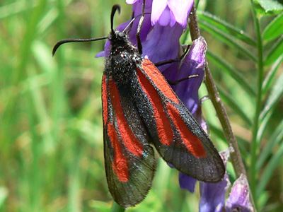 osterodensis04