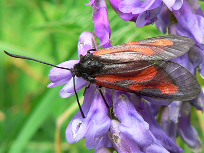 osterodensis05