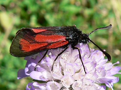purpuralis_11