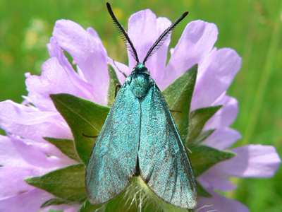 Gruenwidderchen18