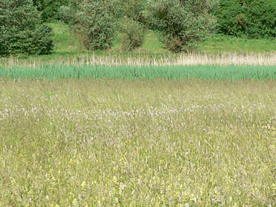 gruenwidd_habitat
