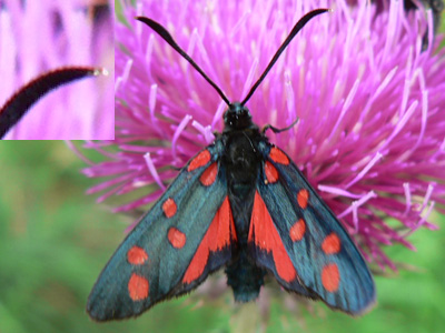 zygaena3