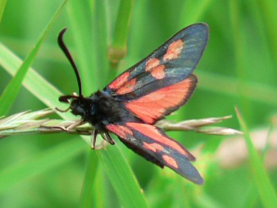 trifolii01