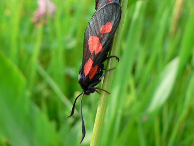 trifolii06