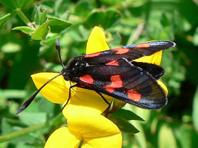 trifolii08