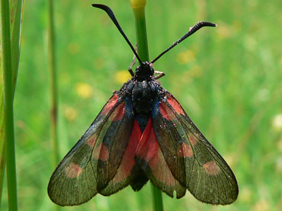 trifolii09