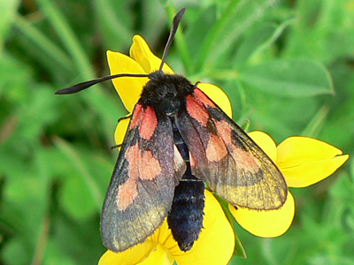trifolii11