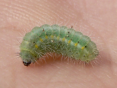 20110429_viciae_D