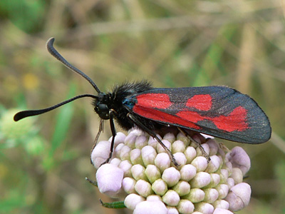 20110707_zygaena