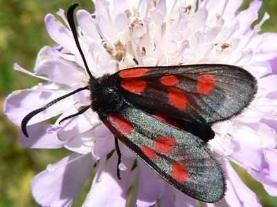 Zygaena02