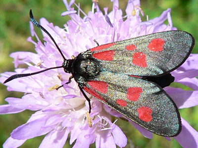 Zygaena03