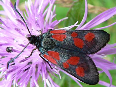 Zygaena05