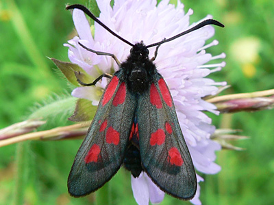 Zygaena06