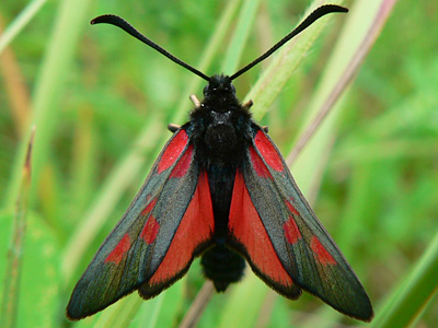 viciae1