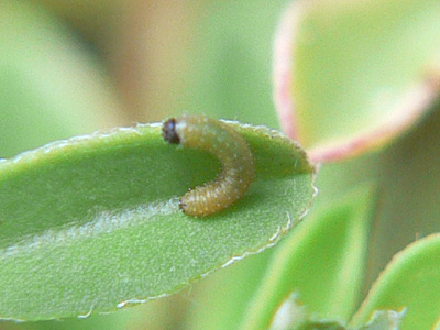 alfacariensis_zucht_090813