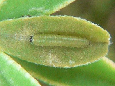 alfacariensis_zucht_090816