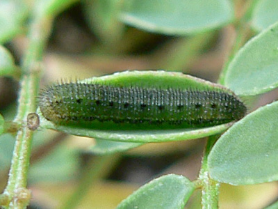 alfacariensis_zucht_090822