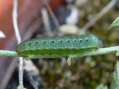 alfacariensis_zucht_090824