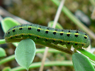 alfacariensis_zucht_090826