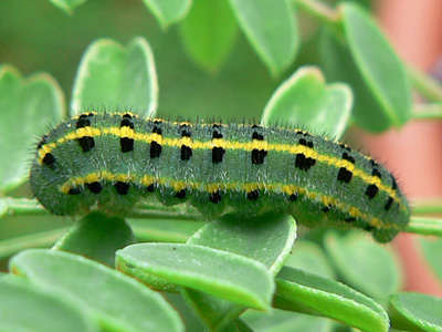 alfacariensis_zucht_090829