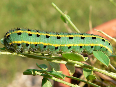 alfacariensis_zucht_090901