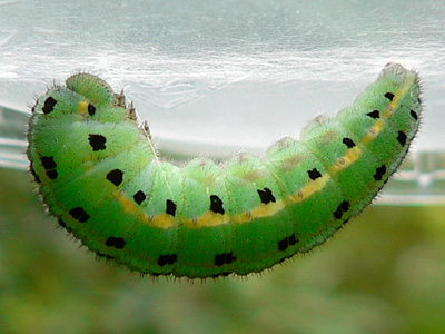 alfacariensis_zucht_090905