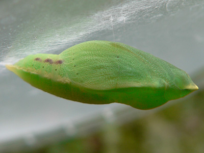 alfacariensis_zucht_090911