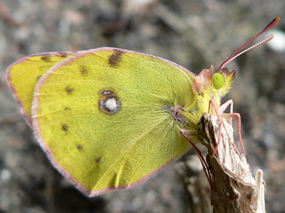 alfacariensis_zucht_090921_2