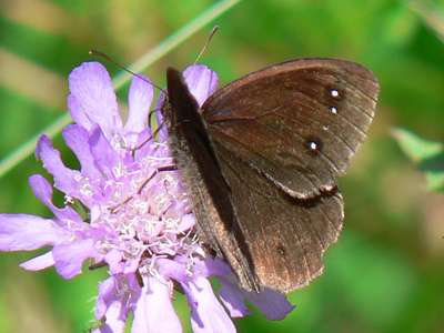 20110702_ferula1