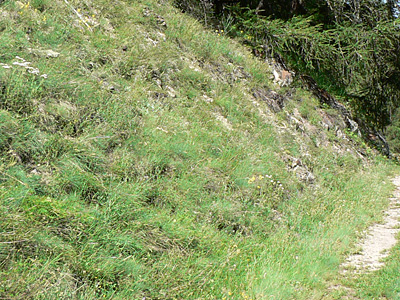 ferula-habitat