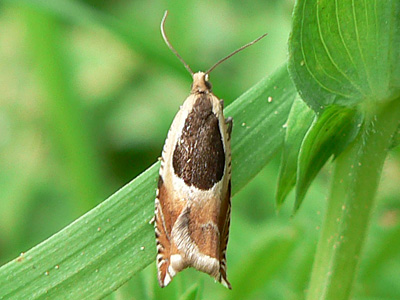 20110429_badiana_M